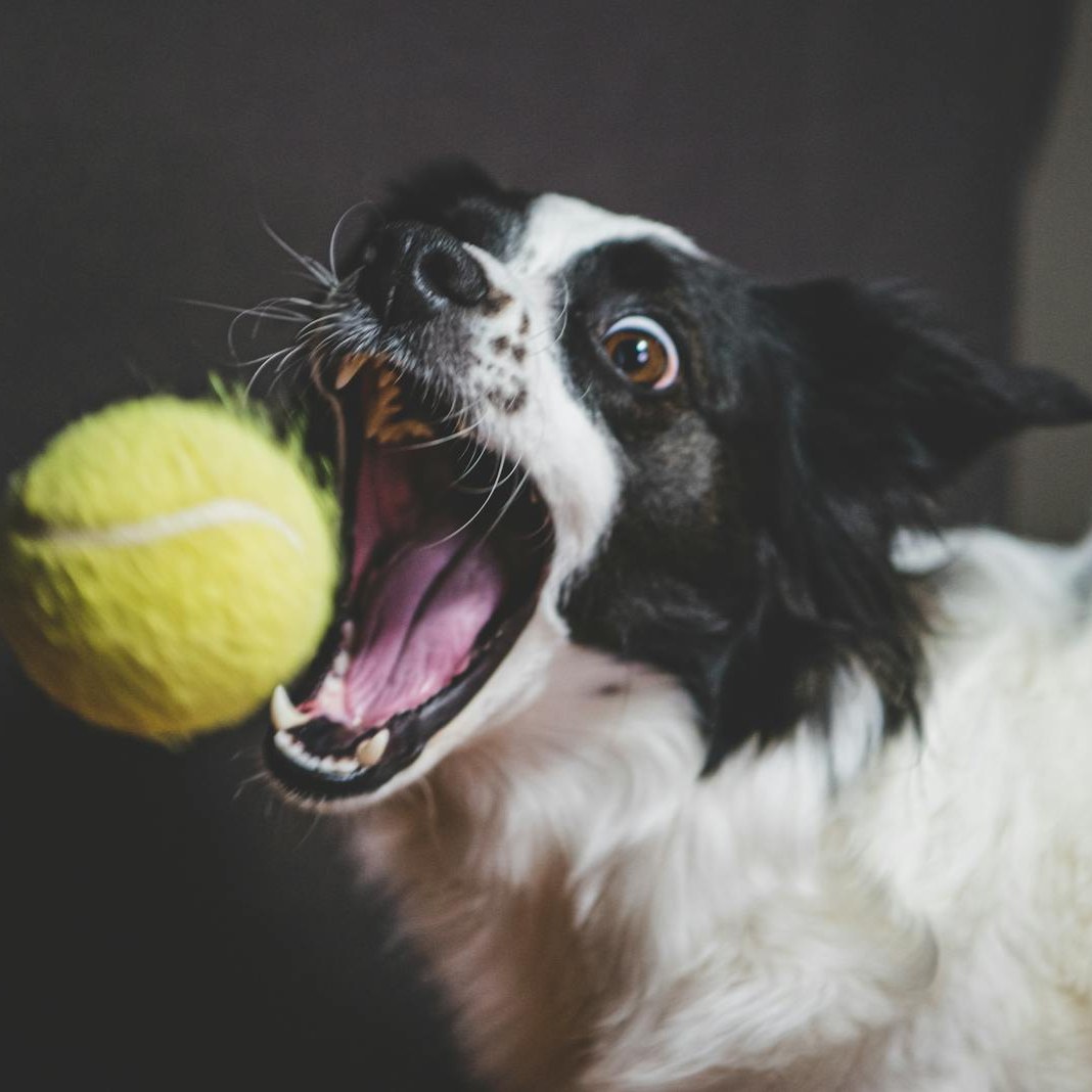 Border collie catching a yellow tennis ball mid-air, mouth wide open